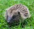 Animals_92 Young Hedgehog