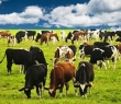 Farming_65
