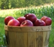 Farming_57
