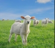 Farming_61