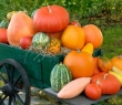 Farming_51