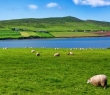Farming_54