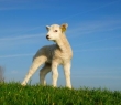 Farming_55