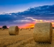 Farming_53