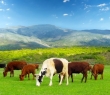 Farming_41