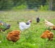 Farming_42