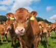 Farming_45
