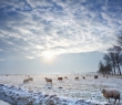 Farming_44
